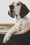 (image for) Treeing Walker Coonhound